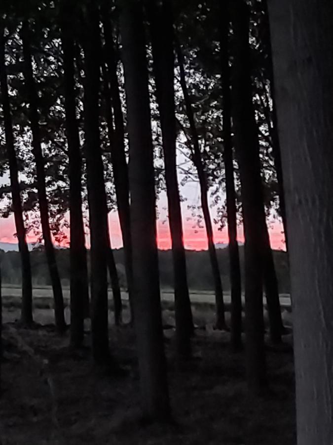 Bonita Cabana De Los Arboles En La Rioja , Durmiendo Entre Arboles Anguciana Extérieur photo